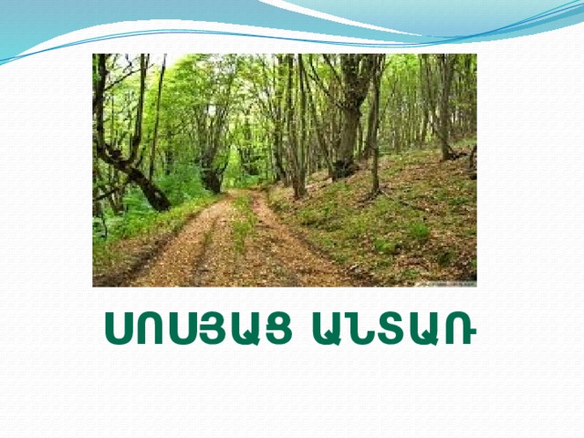 Սոսյաց անտառ 
