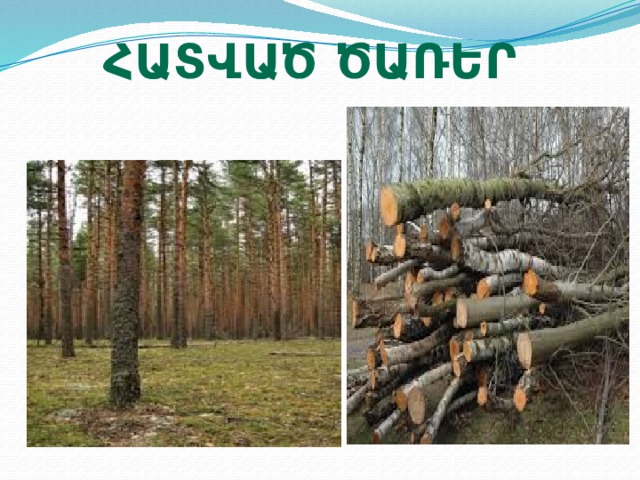 Հատված ծառեր 