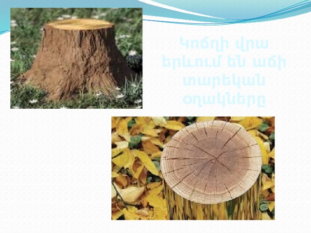 Կոճղի վրա երևում են աճի տարեկան օղակները 