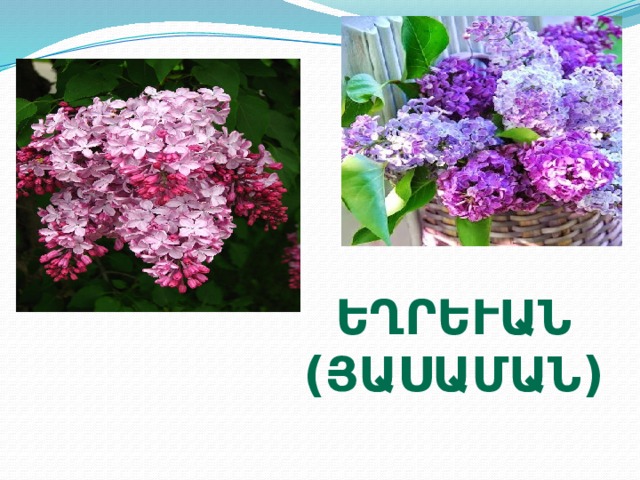 Եղրևանի (յասաման) 