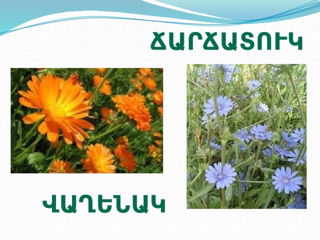 ճարճատուկ վաղենակ 