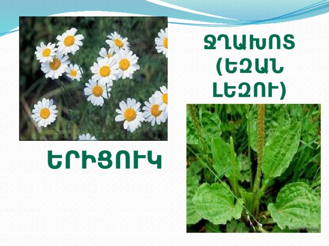 Ջղախոտ (եզան լեզու) երիցուկ 