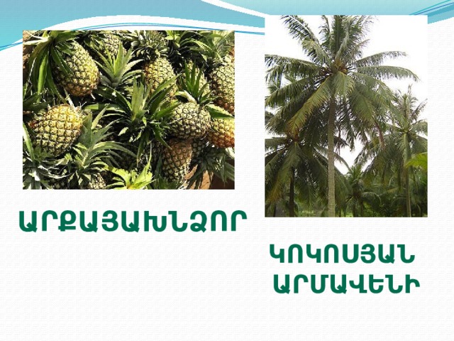 աՐՔԱՅԱԽՆՁՈՐ Կոկոսյան  արմավենի 