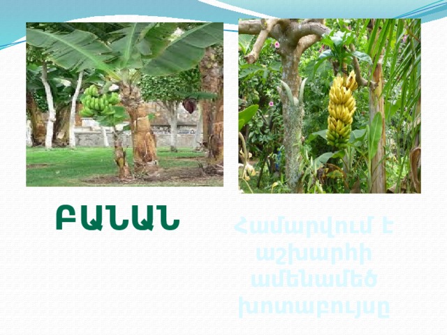 Բանան Համարվում է աշխարհի ամենամեծ խոտաբույսը 