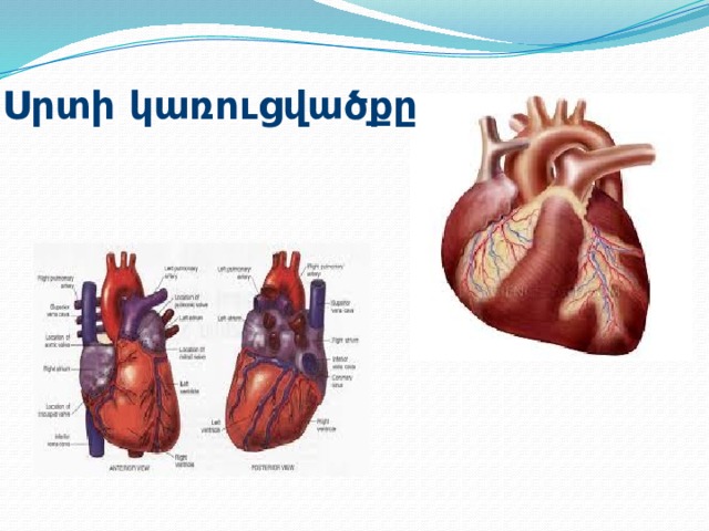 Սրտի կառուցվածքը 