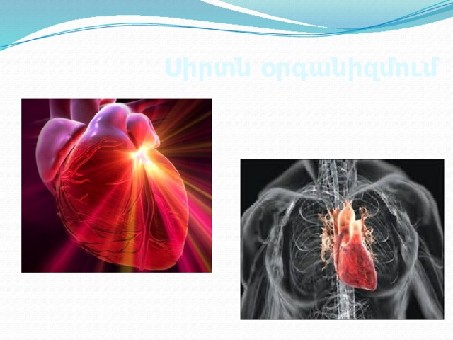 Սիրտն օրգանիզմում 