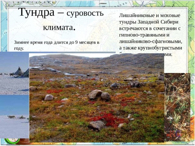 Тундра – суровость климата . Лишайниковые и моховые тундры Западной Сибири встречаются в сочетании с гипново-травяными и лишайниково-сфагновыми, а также крупнобугристыми болотными массивами. Обилие птиц.   Зимнее время года длится до 9 месяцев в году. 