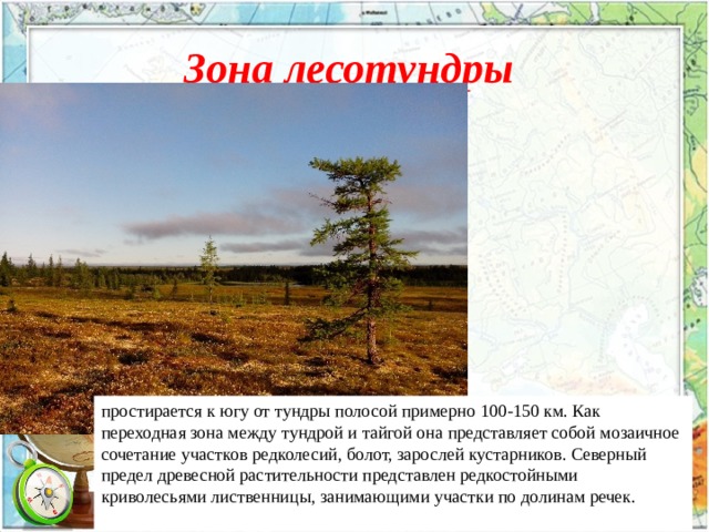 Зона лесотундры  простирается к югу от тундры полосой примерно 100-150 км. Как переходная зона между тундрой и тайгой она представляет собой мозаичное сочетание участков редколесий, болот, зарослей кустарников. Северный предел древесной растительности представлен редкостойными криволесьями лиственницы, занимающими участки по долинам речек. 
