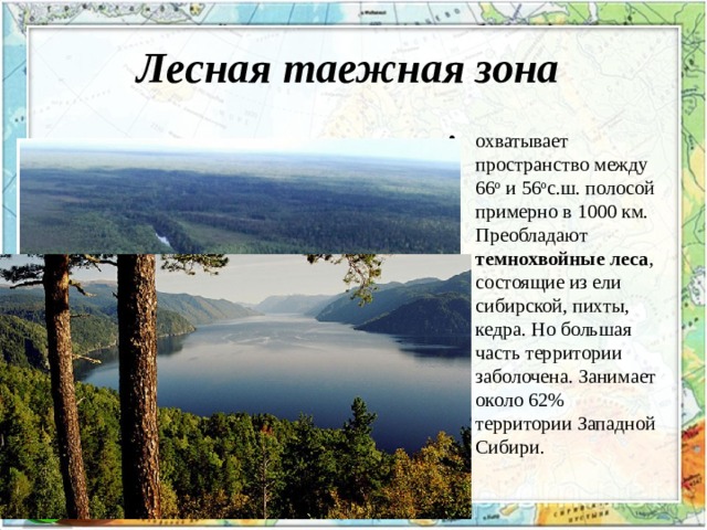 Лесная таежная зона  охватывает пространство между 66 o и 56 o с.ш. полосой примерно в 1000 км. Преобладают темнохвойные леса , состоящие из ели сибирской, пихты, кедра. Но большая часть территории заболочена. Занимает около 62% территории Западной Сибири. 
