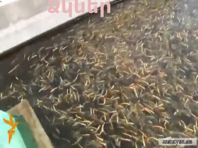 Ձկներ 