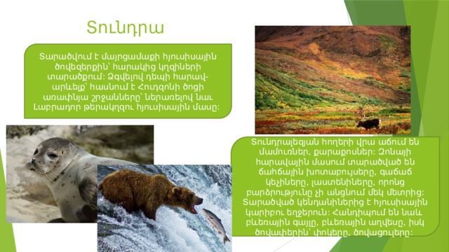 Տունդրա Տարածվում է մայրցամաքի հյուսիսային ծովեզերքին՝ հարակից կղզիների տարածքում: Ձգվելով դեպի հարավ-արևելք՝ հասնում է Հուդզոնի ծոցի առափնյա շրջանները՝ ներառելով նաւ Լաբրադոր թերակղզու հյուսիսային մասը: Տունդրալեզյան հողերի վրա աճում են մամուռներ, քարաքոսներ: Զոնայի հարավային մասում տարածված են ճահճային խոտաբույսերը, գաճաճ կեչիները, լաստենիները, որոնց բարձրությունը չի անցնում մեկ մետրից: Տարածված կենդանիներից է հյուսիսային կարիբու եղջերուն: Հանդիպում են նաև բևեռային գայլը, բևեռային աղվեսը, իսկ ծովափերին՝ փոկերը, ծովացուլերը: 