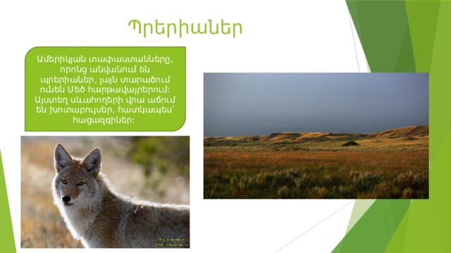 Պրերիաներ Ամերիկյան տափաստանները, որոնց անվանում են պրերիաներ, լայն տարածում ունեն Մեծ հարթավայրերում: Այստեղ սևահողերի վրա աճում են խոտաբույսեր, հատկապես՝ հացազգիներ: 
