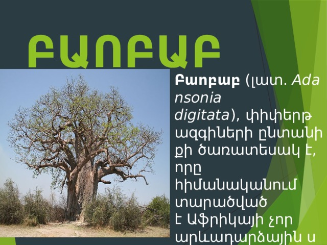 Բաոբաբ Բաոբաբ  (լատ.  Adansonia digitata ), փիփերթազգիների ընտանիքի ծառատեսակ է, որը հիմանականում տարածված է Աֆրիկայի չոր արևադարձային սավաննաններում։ 