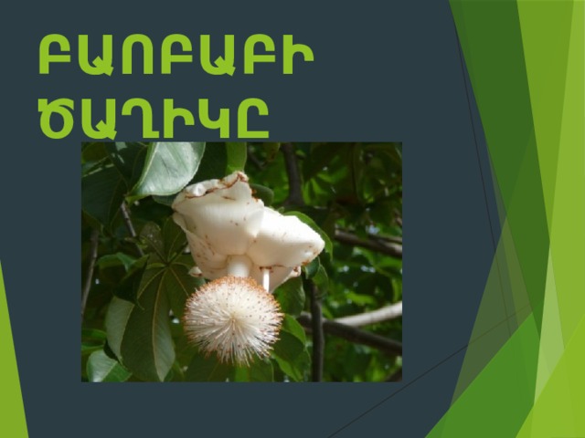 Բաոբաբի ծաղիկը    