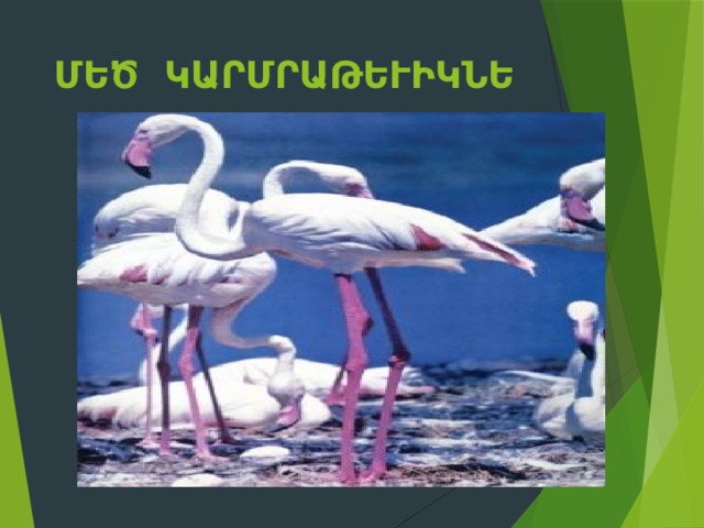 Մեծ կարմրաթևիկներ 
