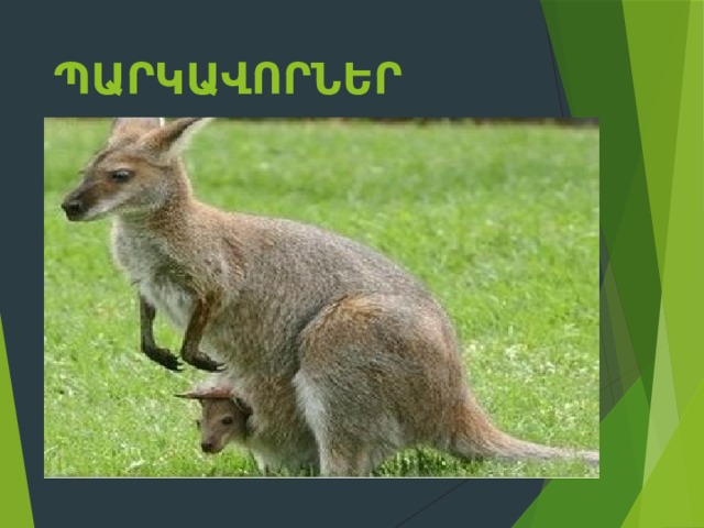 Պարկավորներ 