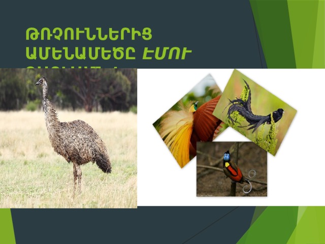Թռչուններից ամենամեծը էմու ջայլամն է, ամենագեղեցիկը՝ դրախտային հավը: 