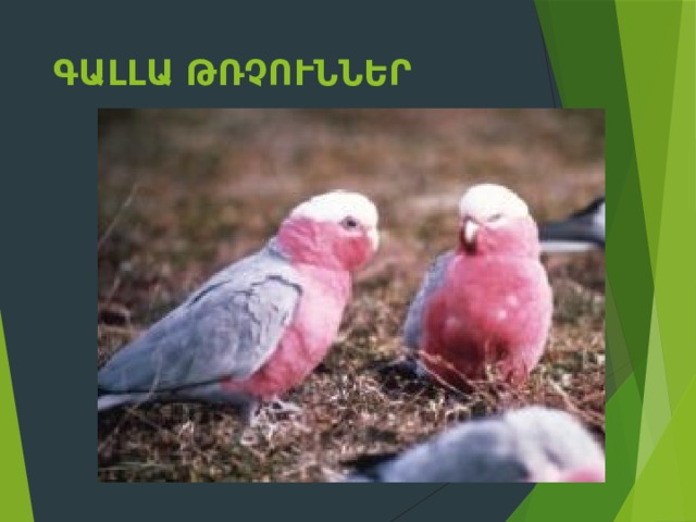 Գալլա թռչուններ 