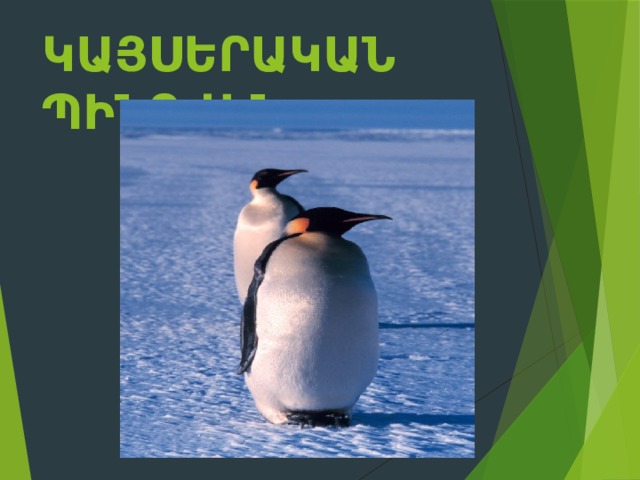 Կայսերական պինգվին    
