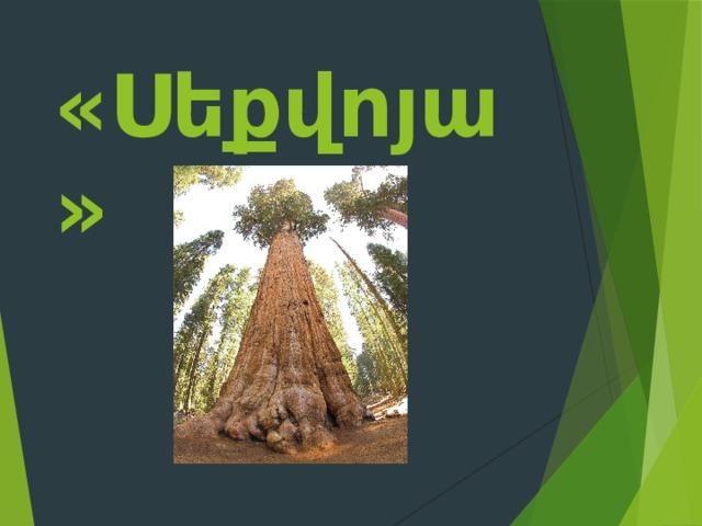 «Սեքվոյա» 
