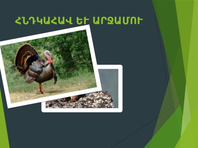 Հնդկահավ և արջամուկ 