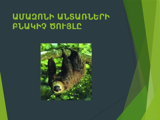 Ամազոնի անտառների բնակիչ ծույլը 