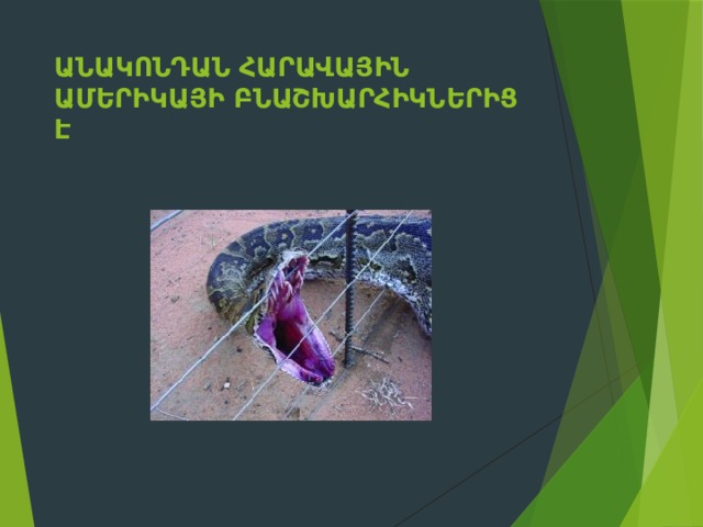 Անակոնդան Հարավային Ամերիկայի բնաշխարհիկներից է 