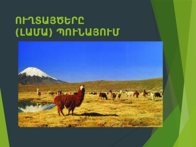 Ուղտայծերը (լամա) Պունայում 