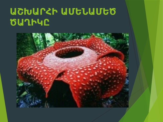 Աշխարհի ամենամեծ ծաղիկը    