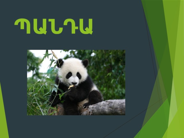 Պանդա 
