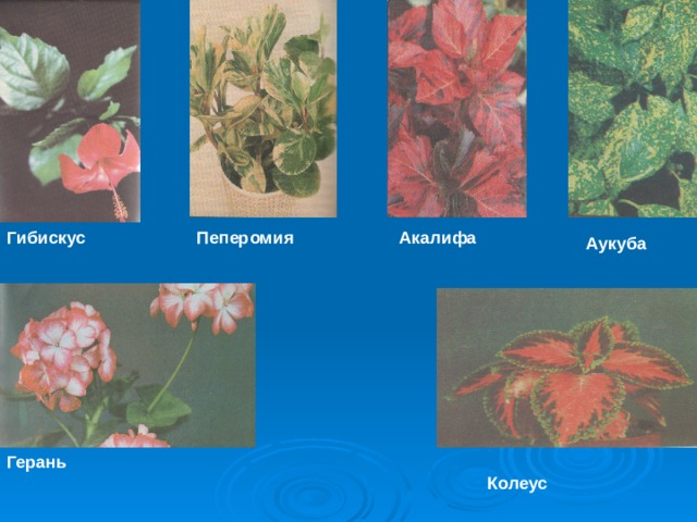 Гибискус Пеперомия Акалифа Аукуба Герань Колеус 