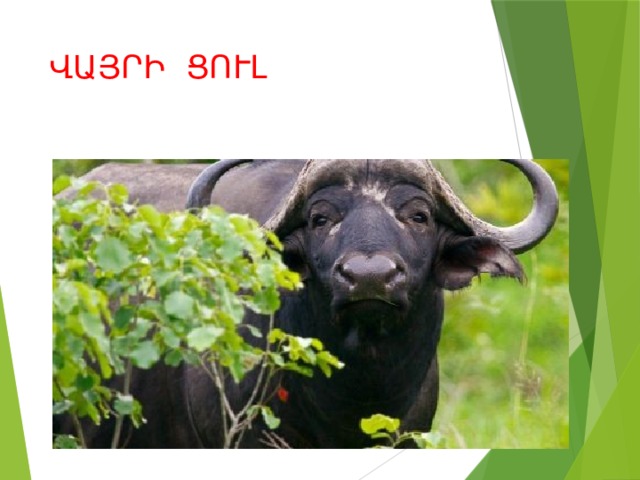 ՎԱՅՐԻ ՑՈՒԼ 