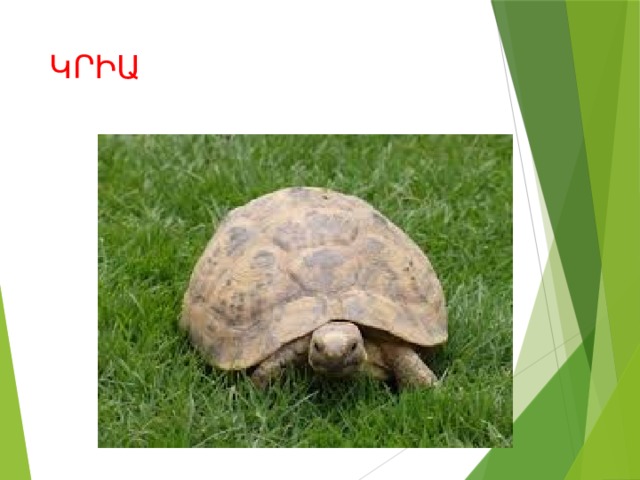 ԿՐԻԱ 