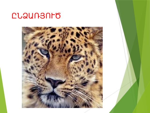 ԸՆՁԱՌՅՈՒԾ 