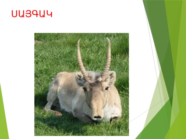 ՍԱՅԳԱԿ 
