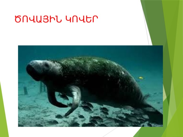 ԾՈՎԱՅԻՆ ԿՈՎԵՐ 