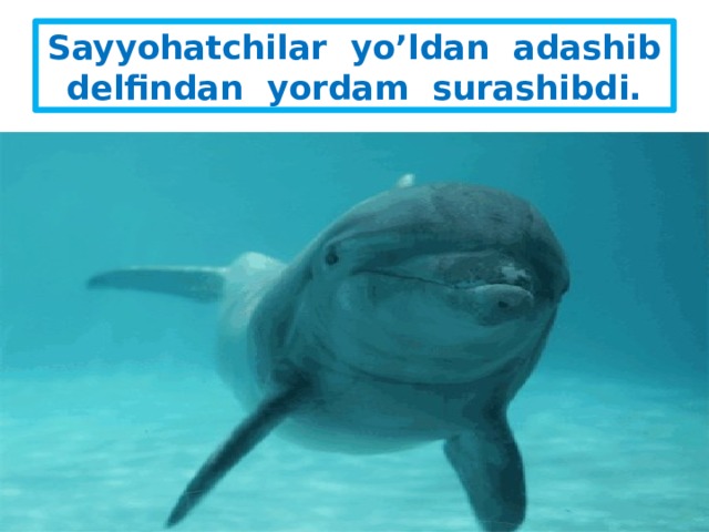 Sayyohatchilar yo’ldan adashib delfindan yordam surashibdi. 