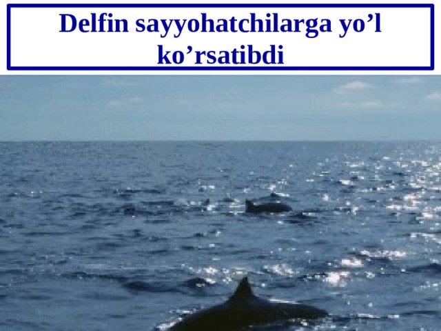 Delfin sayyohatchilarga yo’l ko’rsatibdi 