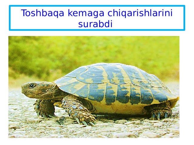 Toshbaqa kemaga chiqarishlarini surabdi 