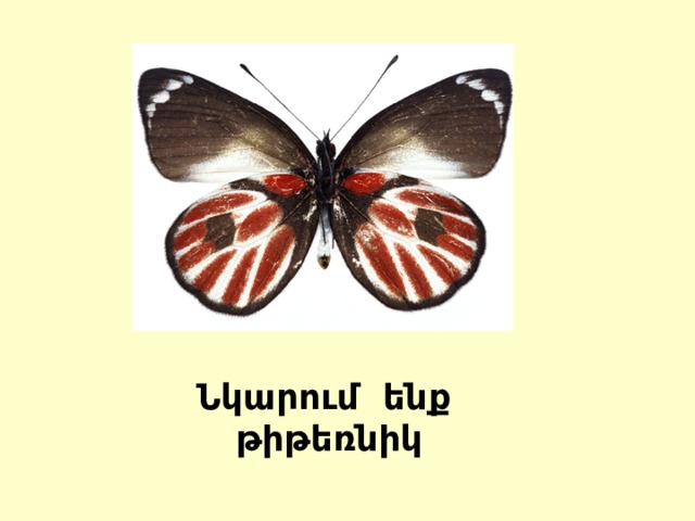 Նկարում ենք թիթեռնիկ 