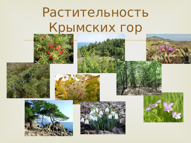Растительность Крымских гор 
