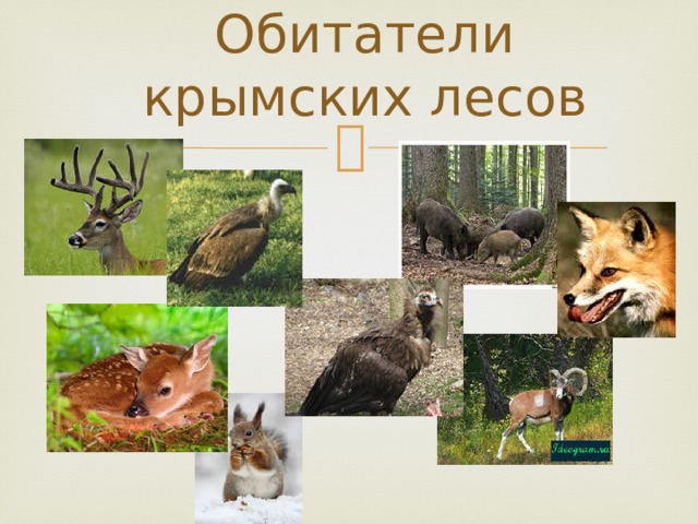 Обитатели крымских лесов 