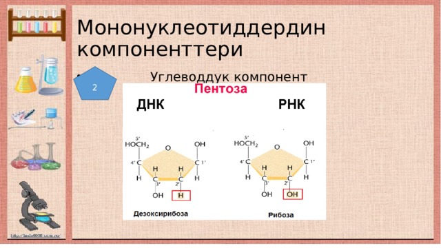 Мононуклеотиддердин компоненттери 2  Углеводдук компонент 