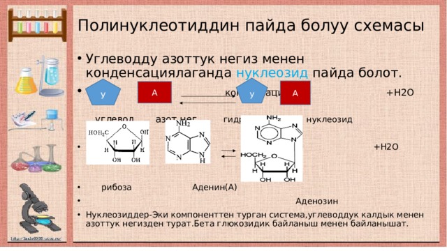 Полинуклеотиддин пайда болуу схемасы Углеводду азоттук негиз менен конденсациялаганда нуклеозид пайда болот.  + конденсация +Н2О  углевод азот.нег гидролиз нуклеозид  + +Н2О  рибоза Аденин(А)  Аденозин Нуклеозиддер-Эки компоненттен турган система,углеводдук калдык менен азоттук негизден турат.Бета глюкозидик байланыш менен байланышат. у У А А 