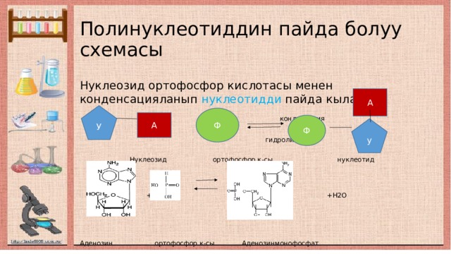Полинуклеотиддин пайда болуу схемасы Нуклеозид ортофосфор кислотасы менен конденсацияланып нуклеотидди пайда кылат.  + конденсация +Н2О  гидролиз  Нуклеозид ортофосфор к-сы нуклеотид  + +Н2О Аденозин ортофосфор к-сы Аденозинмонофосфат А У Ф А Ф у 