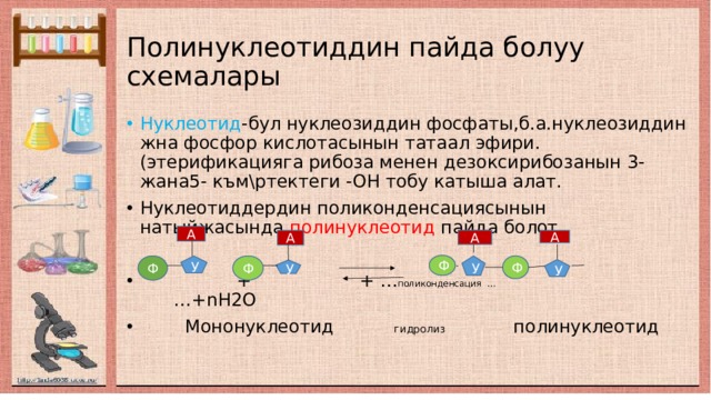 Полинуклеотиддин пайда болуу схемалары Нуклеотид -бул нуклеозиддин фосфаты,б.а.нуклеозиддин жна фосфор кислотасынын татаал эфири.(этерификацияга рибоза менен дезоксирибозанын 3-жана5- към\ртектеги -ОН тобу катыша алат. Нуклеотиддердин поликонденсациясынын натыйжасында полинуклеотид пайда болот.  + + … поликонденсация … …+nH2O  Мононуклеотид гидролиз полинуклеотид А А А А Ф Ф У Ф Ф У У У 