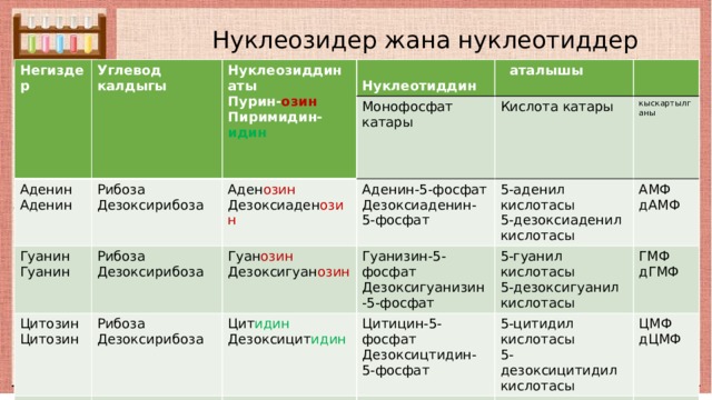  Нуклеозидер жана нуклеотиддер Негиздер Углевод калдыгы Нуклеозиддин аты Аденин Аденин Пурин- озин  Нуклеотиддин Гуанин Рибоза Аден озин Дезоксирибоза Монофосфат катары Рибоза  аталышы Пиримидин- идин Гуанин Цитозин Гуан озин Кислота катары Аденин-5-фосфат Дезоксиаден озин Дезоксирибоза Цитозин Рибоза Тимин Гуанизин-5-фосфат Дезоксигуан озин 5-аденил кислотасы кыскартылганы Дезоксиаденин-5-фосфат Урацил Цит идин Дезоксирибоза Дезоксирибоза Дезоксигуанизин-5-фосфат 5-гуанил кислотасы АМФ 5-дезоксиаденил кислотасы Дезоксицит идин Цитицин-5-фосфат Тим идин Рибоза дАМФ 5-дезоксигуанил кислотасы ГМФ Дезоксицтидин-5-фосфат 5-цитидил кислотасы Тимидин-5-фосфат Ур идин дГМФ ЦМФ 5-дезоксицитидил кислотасы Уридин-5-фосфат 5-тимидил кислотасы дЦМФ 5-урадил кислотасы дТМФ УМФ 
