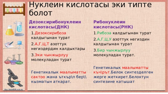 Нуклеин кислотасы эки типте болот Дезоксирибонуклеин кислотасы(ДНК) Рибонуклеин кислотасы(РНК) 1. Дезоксирибоза калдыгынан турат 1 .Рибоза калдыгынан турат 2. А,Г,Ц,Т азоттук негиздердин калдыктары 2. А,Г,Ц,У азоттук негиздин калдыгынан турат 3 .Эки чынжырлуу молекуладан турат 3. Бир чынжырлуу молекуладан турат. Генетикалык маалыматты  сактоо жана ъткър\п бер\\ кызматын аткарат. Генетикалык маалыматты къч\рът .Белок синтезделген жерге жеткирет.Белоктун синтезине катышат 