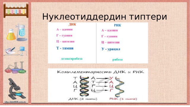  Нуклеотиддердин типтери 