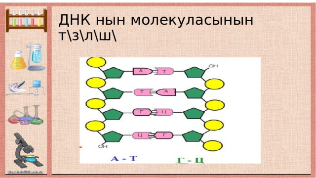 ДНК нын молекуласынын т\з\л\ш\ 